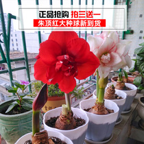 Imported Zhu Ding red seed ball super large double petal with flowers potted flowers indoor and outdoor balcony Courtyard Four Seasons flowering plant