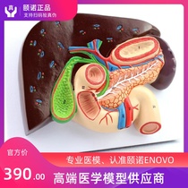 ENOVO Yinuo human hepatobiliary pancreas twelve fingers intestinal stomach structure model liver gallbladder spleen and pancreas anatomy section model