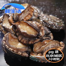 25g Beijing sparkles fresh and fresh abalone fish fresh seafood Dalian abalone fish aquatic 20 head abalone baud abalone