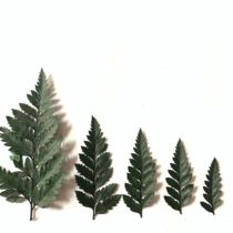 ins Nordic natural dried flower sheep tooth leaves with grass soft dress with decorative photography props immortal flower fragrance