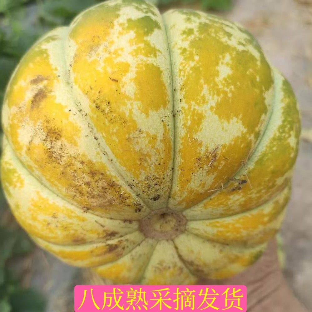 山东老面瓜花皮面瓜黑皮面瓜黄皮面瓜低糖水果老年人水果香瓜