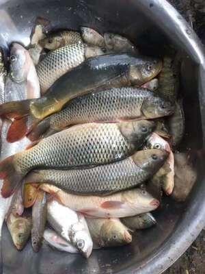 火爆的大家用化氏一味EX鱼竿怎么样，好不好用？质量靠得住吗？