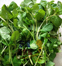 Fresh peppermint leaves 500g spearmint tea wine and herbs spice leaves Vietnamese import