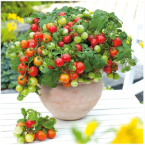 Dwarf tomato seedlings seeds seeds cherry tomatoes cherry tomatoes spring and summer four seasons potted seedlings seedlings