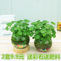 Copper Money Grass Indoor Potted Flowers Green Planting Package Bonsai Bonsai Radiation-Resistant Green Lori Chandelia Purified Air Hydroponic Plant