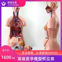ENOVO Yinuo 85CM torso system Human Anatomy Model medical human anatomy organ structure model