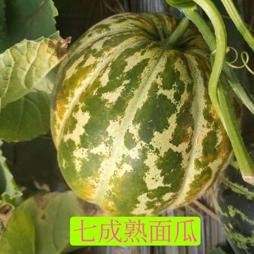 山东老面瓜花皮面瓜黑皮面瓜黄皮面瓜低糖水果老年人水果香瓜