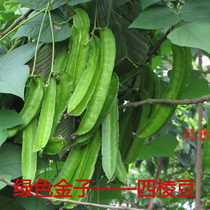 Winged bean a hole si jiao dou seeds winged beans vegetable seeds Four Seasons easy planting farm dou jiao miao seedling courtyard