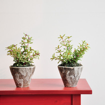 Natural for old style emulation Horse teeth Purslane Plant Potted Green Planting Bonsai Table Pendulum Plant Floral art269