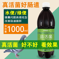 Pigeon live bacteria Pigeon with conditioning intestinal health care ten billion probiotics Sparsely watery green stool Pigeon medicine Daquan Common diseases
