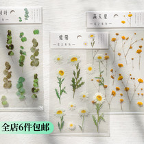 Paper Sir Flower PET Transparent Handbill Stickers South Korea Waterproof Small Freshener Plant Handbill Decoration Mobile Phone Sticker