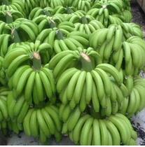 Fresh Banana Fruit Now off Found Fresh Fruit Should Season Banyana with Box 2500g