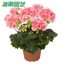 Base Straight Hair Geranium Flowers Seed Fry All Season Planting of Flowering Balcony Patio Indoor Potted Plant 1 Plant