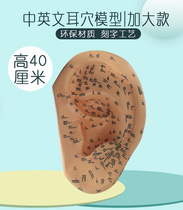 40cm large ear mold massage Ear acupuncture ear model extra large ear model auricular reflex area teaching model