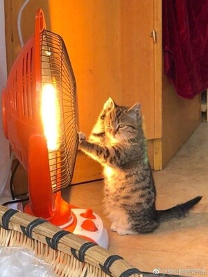 敲开心的，虽然有两条一样的(｡･&omega;･｡)ﾉ♡