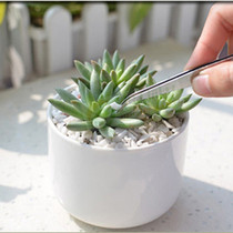 Succulent tools stainless steel tweezers elbow straight succulent micro landscape planting