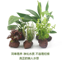 Fish tank Water plants Landscaping Living light plants Water Ficus Shenmu Lazy water plants Volcanic stone planting Moss water plants package