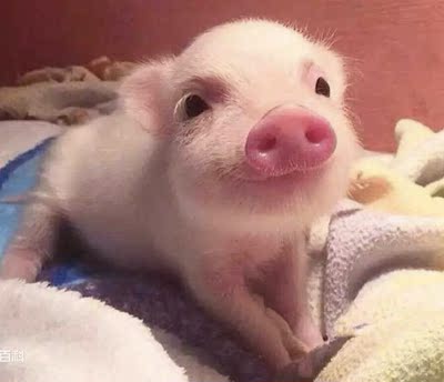 很好吖 亲爱的很稀饭 感觉布料质量还阔以 比别的同样价格的质量好太多了！