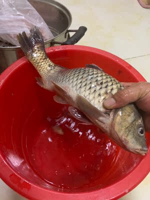 竿子轻,手感舒适,腰力十足, 竿子轻,手感舒适,腰力十足,