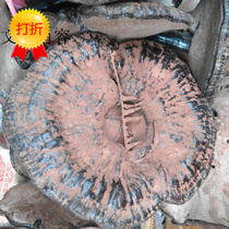 New authentic wild ganoderma lucidum Guangxi Damiao Mountain pruning bulk with spore powder farmers deep mountain picking