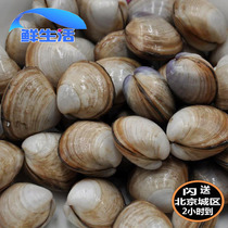 500g Beijing flash send fresh white clam white clam clam clam blue clam clam flower clam seafood aquatic shellfish