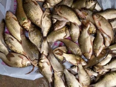 分析真实揭秘红狼鱼竿怎么样,质量到底如何?靠不靠谱?