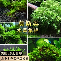 Moss water plant Living triangle flame tears MOSS Moss wire mesh sheet Fish tank Landscaping Water plant Lazy man sunken wood MOSS