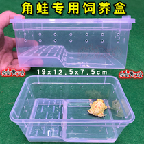 Horned frog feeding box Horned frog feeding box Horned frog salamander amphibious special with sun table Turtle climbing pet feeding box