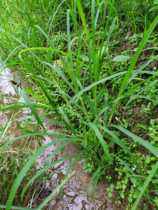 Fresh wild cows milk grass 500g Chinese herbal medicine Wild cows milk grass Qianchiantun grass cricket grass Qianchiantun grass