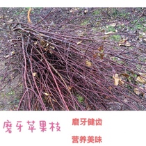 Pet Rabbit Guinea Pig Gentian Dragon Cat Grinding Tooth Apple Branches Snacks Natural Grindroe Sticks 200g Bags