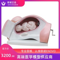 ENOVO Yinuo delivery machine model divided into female childbirth Obstetrics and gynecology teaching equipment delivery process pelvis