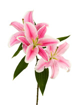 Long-act silk screen printing fragrance ink sense incense ink press rubbing raw incense scraping diy picture book gift fragrance sticker