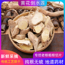 Lunar sub tea postpartum wild upside down yellow flower ginseng 500g grams of new pint of water coarse root yellow flower inverted water lotus without sulphur