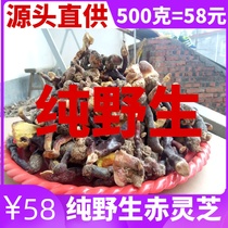 Funiu Mountain pure wild Ganoderma lucidum wild small red Ganoderma lucidum deep mountain Linzhi self-picking Ganoderma lucidum 500g