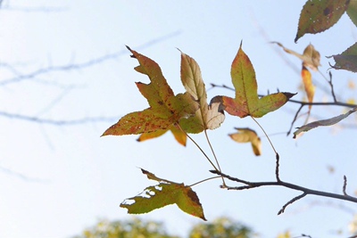&ldquo;经历过很多这样的傍晚，上面灰蓝下面绯红的天空在距我几百米远的地方，梧桐或香樟或别的什么树列于两侧，有小店或大楼闪烁的灯光，但亮度不至于照亮夜空，面前是汽车的鸣笛声，身后是人们的谈话声。  我站着等车或是等人，看着天一点点变黑，不同于几小时前的白天和几小时后的夜晚，在模糊的分界线上，总是能什么都不想，不急不躁地发呆，等着循序渐进的变化。城市不同，心情不同，身份不同，这种慢慢看天空变黑的感受却是相近的。  有时候就想，其实自己一个人，能有一个街道，允许我在每天傍晚静静地看这样一番日常的景色，也挺好的。&rdquo;