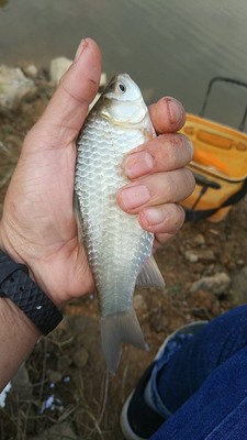 目前看来开沃精工鱼竿怎么样，质量如何？会不会真的很容易断裂