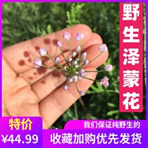 Northern Shaanxi specialty wild Zemenghua fried Mongolian flower pickles wild leek flower hemp flower hemp flower hemp flower hemp flower mountain green onion flower bulk