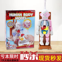 Human skeleton model Skeleton Children decompression artifact Simulation full body musculoskeletal organs dummy doll detachable