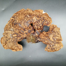 Changbai Mountain Wild Ganoderma Lucidum Bulk Wild Ganoderma