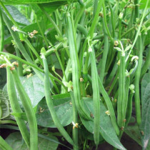 (Regular hair) fresh vegetable farmers beans kidney beans pea tips 5kg lentils beans Beans beans oil beans