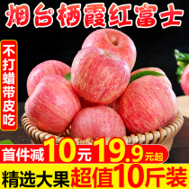Smoke table red Fuji apple fruit 10 catty of fresh Shandong Qixia special production crisp and sweet and ugly Ping fruit when season with whole box ten