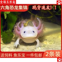 Hexagon dinosaur fish fresh water cold water fish ornamental fish koi good live fish fry goldfish pet fish