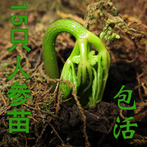 Ginseng seedling potted ginseng seedling Changbai Mountain fresh seedling can be planted indoors package live 15 ginseng seedling