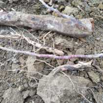 Fresh wild guava root That plucco root Barletree roots Barlegan Baromegranate Pomegranate root now dig 500 gr