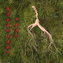 Changbai Mountain fresh forest ginseng with soil fresh ginseng Laoshan Ginseng Newly dug fresh ginseng Soaked in wine Old ginseng