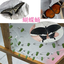 Pupa can hatch butterfly live insect breeding observation box wedding without toxic release