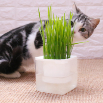 Simple square box cat grass hair removal ball to help digest natural cat grass seeds hydroponic potted planting set cat snacks
