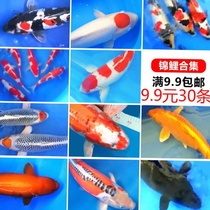 Fry Japanese small fish cold water koi goldfish live gold ornamental fresh water pure-bred water-cooled large household