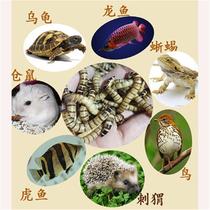 The barley worms of the pupal plate the barley worms the Living Super breadworm species the pupation of the worms