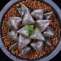 Watermelon original species red grain longevity tissue culture variation drop-out multi-head tissue culture seedlings have roots 6-7 cm one thing and one shot